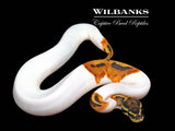 Pied 100% Het. Clown Ball Python ♀ '26