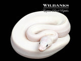 Blue Eyed Leucistic (Mojave Butter) Ball Python ♀ '26
