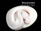 Blue Eyed Leucistic (Mojave Butter) 100% Het. Clown Ball Python ♀ '26