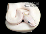 Blue Eyed Leucistic (Bamboo Butter) Ball Python ♂ '26