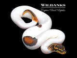 Leopard Pied Ball Python ♂ '26