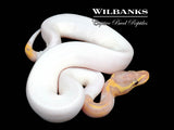 Banana Pied Ball Python ♂ '26