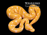 Albino Leopard Enchi Ball Python ♀ '26