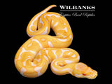 Albino Leopard Enchi Ball Python ♂ '26