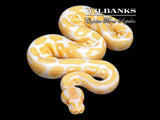 Albino Ball Python ♀ '26