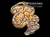 Pewter Enchi Fire Ball Python ♀ '26