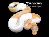 Banana Mahogany Pied Ball Python ♂ '26