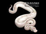 Pastel Purple Passion Ball Python ♀ '26