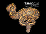 Orange Crush Black Fire Ball Python ♂ '26