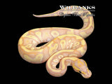 Banana Mojave Fire 100% Het Clown Ball Python ♂ '26