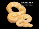 Albino Enchi Ball Python ♂ '26