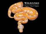 Banana Cinnamon Enchi Ball Python ♂ '26