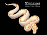 Banana Fire Spider Clown Ball Python ♂ '26