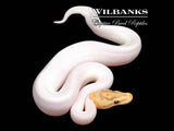 Banana Spied Ball Python ♂ '26