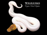Spied Ball Python ♀ '26