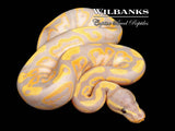 Banana 100% Het. Pied Ball Python ♂ '26