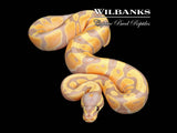 Banana 100% Het. Pied Ball Python ♂ '26