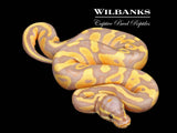 Banana 100% Het. Pied Ball Python ♂ '26
