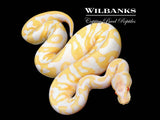 GHI Albino Leopard Ball Python ♀ '26