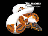 Orange Dream Leopard Pied Ball Python ♀ '26