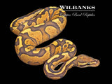 Fire Orange Crush Yellow Belly Ball Python ♂ '26
