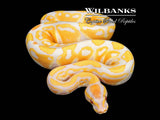 Lavender Albino Ball Python ♂ '26