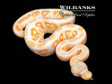 Lavender Albino Cinnamon Ball Python ♀ '26