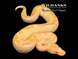 Albino Enchi Spotnose Clown Ball Python ♂ '26