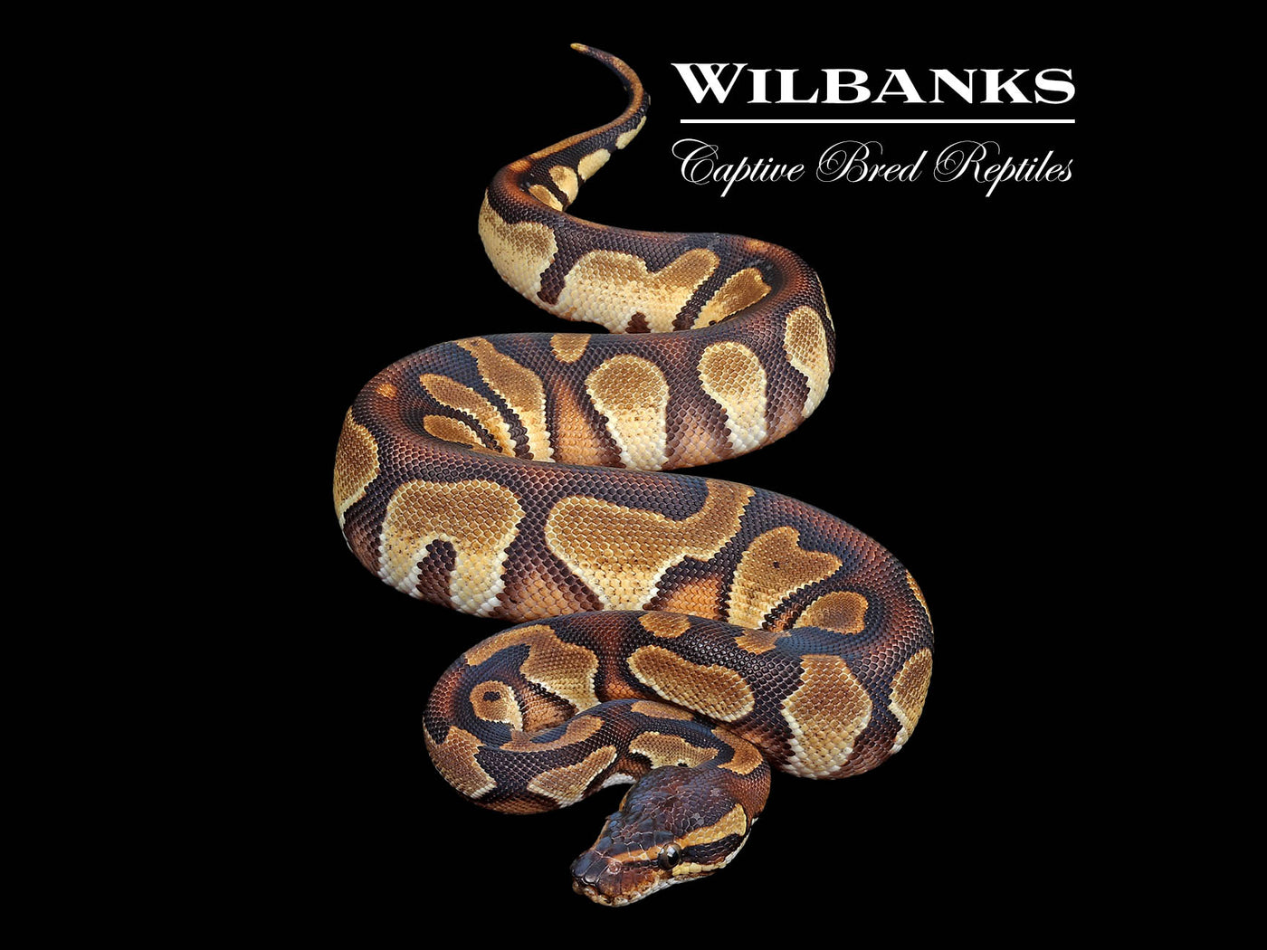 Blackhead Enchi 100% Het. Albino Ball Python ♂ '24