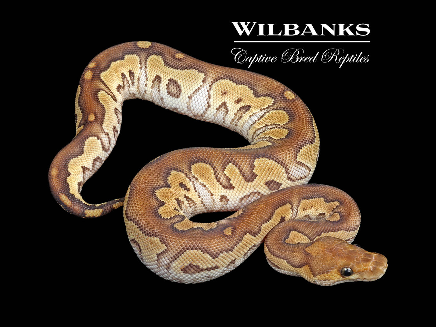 Mojave Clown Ball Python ♀ '24