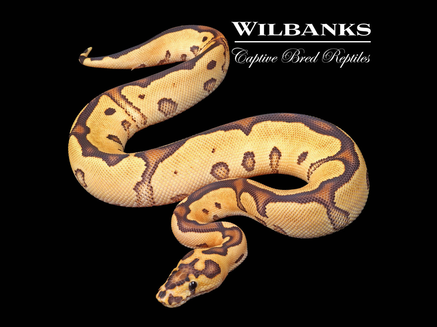 Fire Leopard Yellow Belly Clown Ball Python ♀ '24