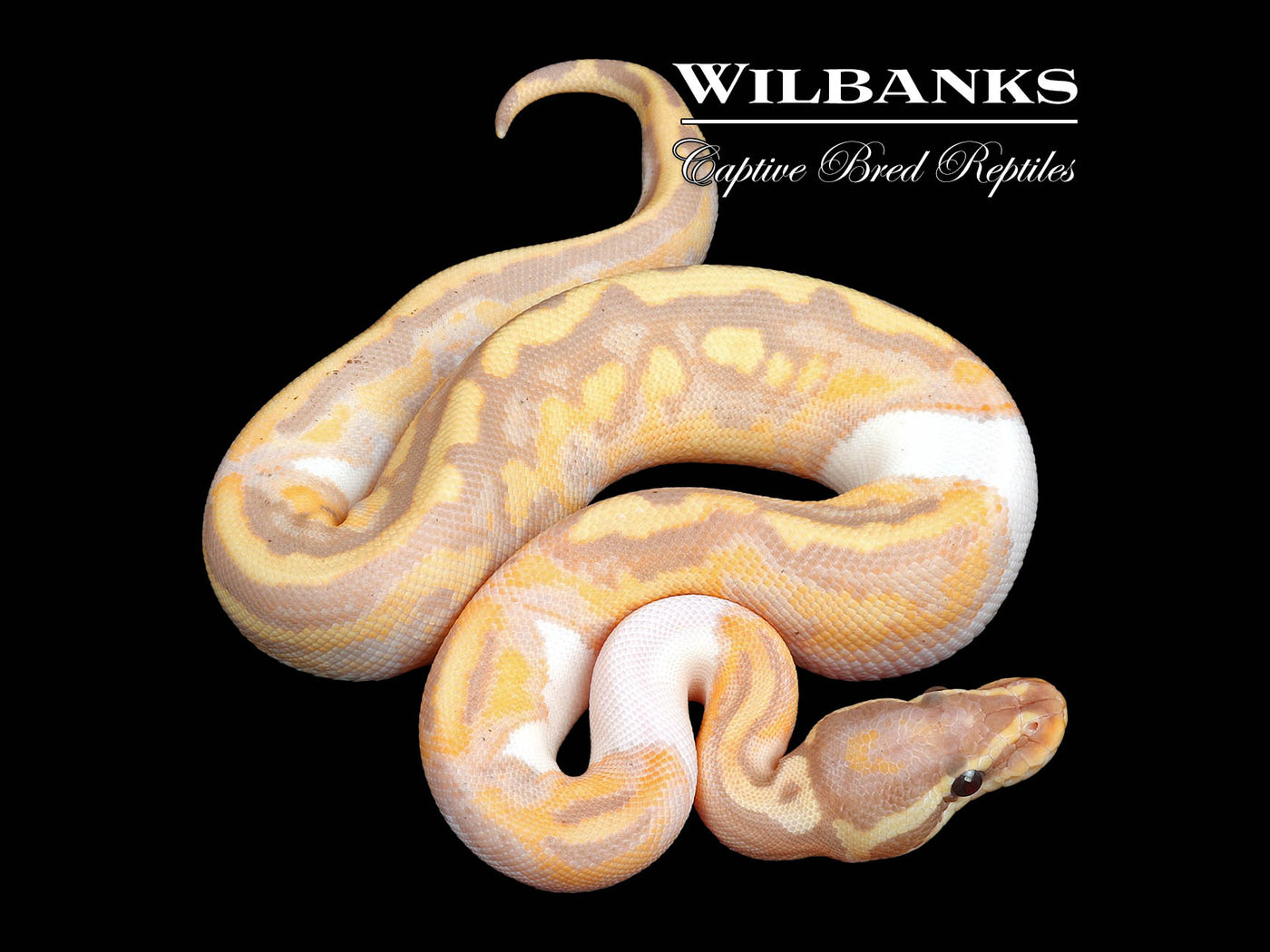 Banana Pied Ball Python ♂ '24