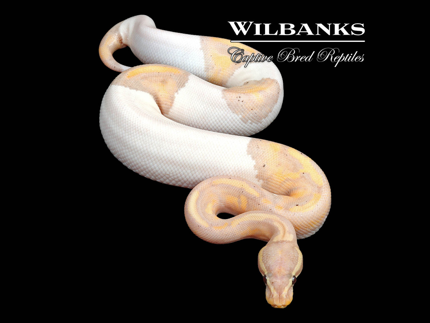 Banana Pied Ball Python ♂ '24