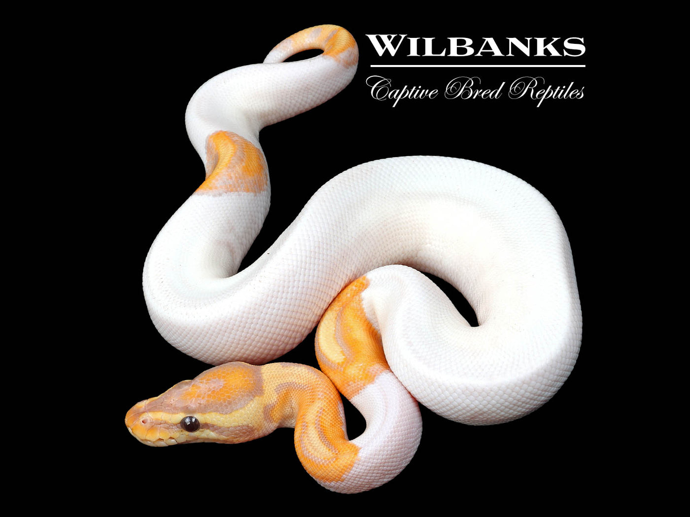 Banana Pied Ball Python ♂ '24
