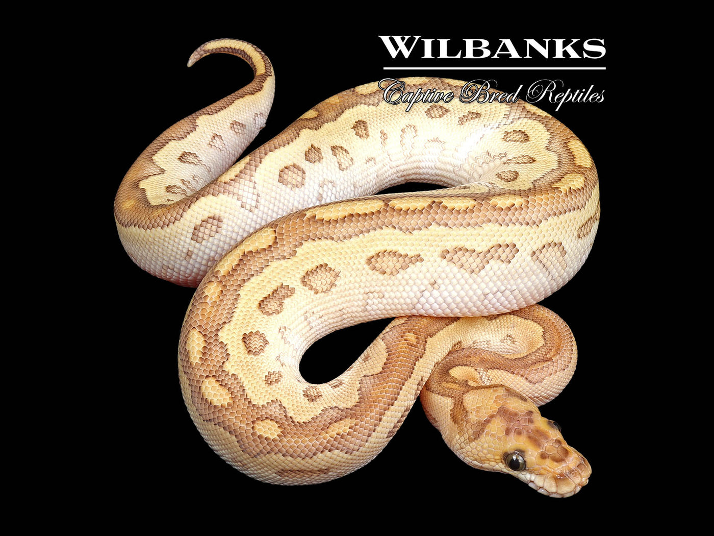 Butter Clown Ball Python ♀ '24