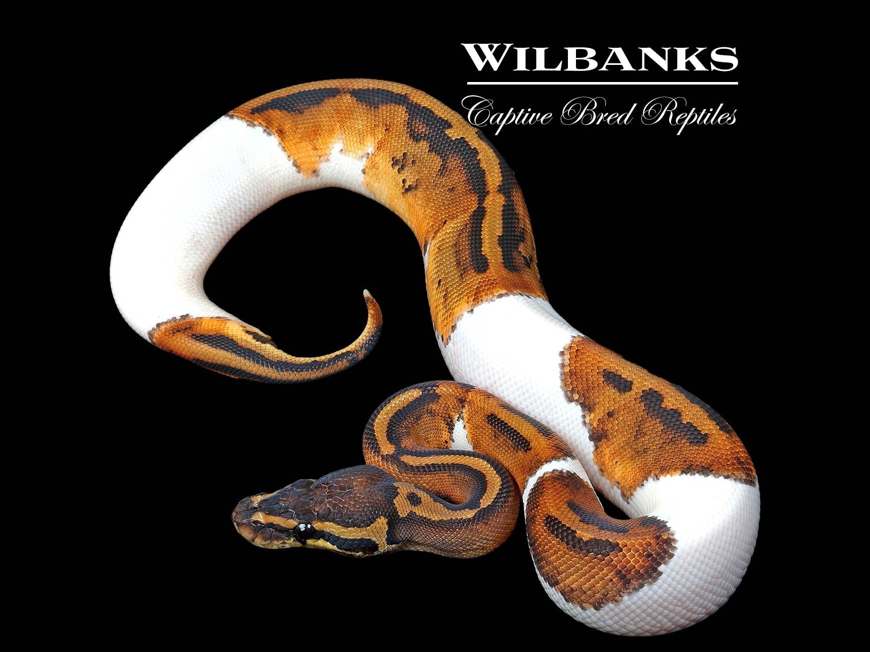 Pied Ball Python ♂ '24 – Wilbanks Captive Bred Reptiles