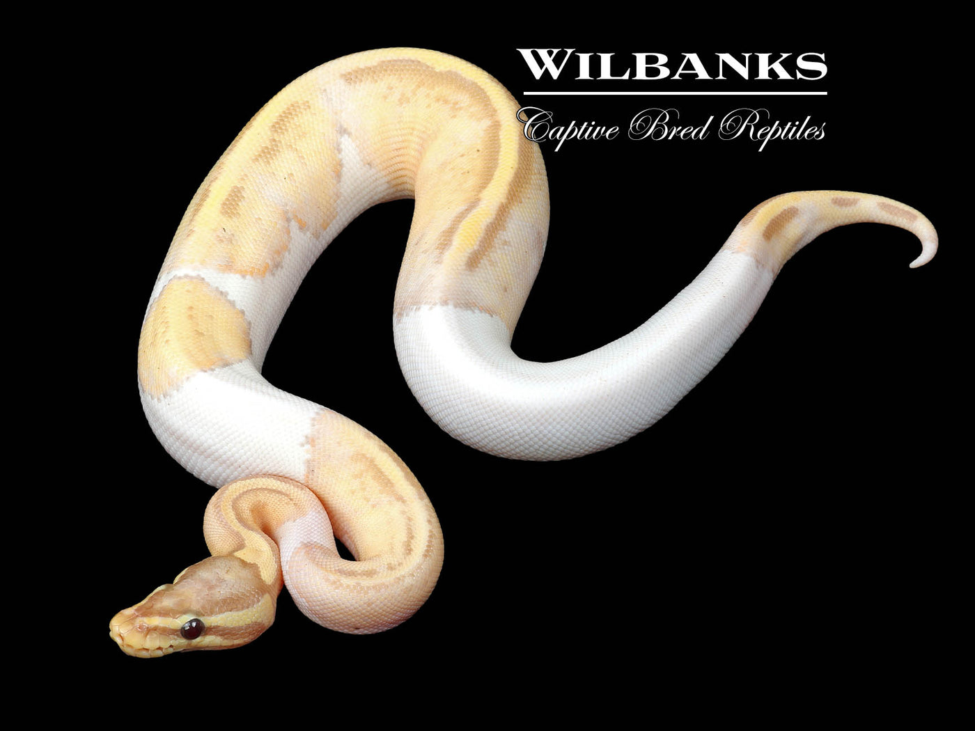 Banana Pastel Pied Ball Python ♀ '24