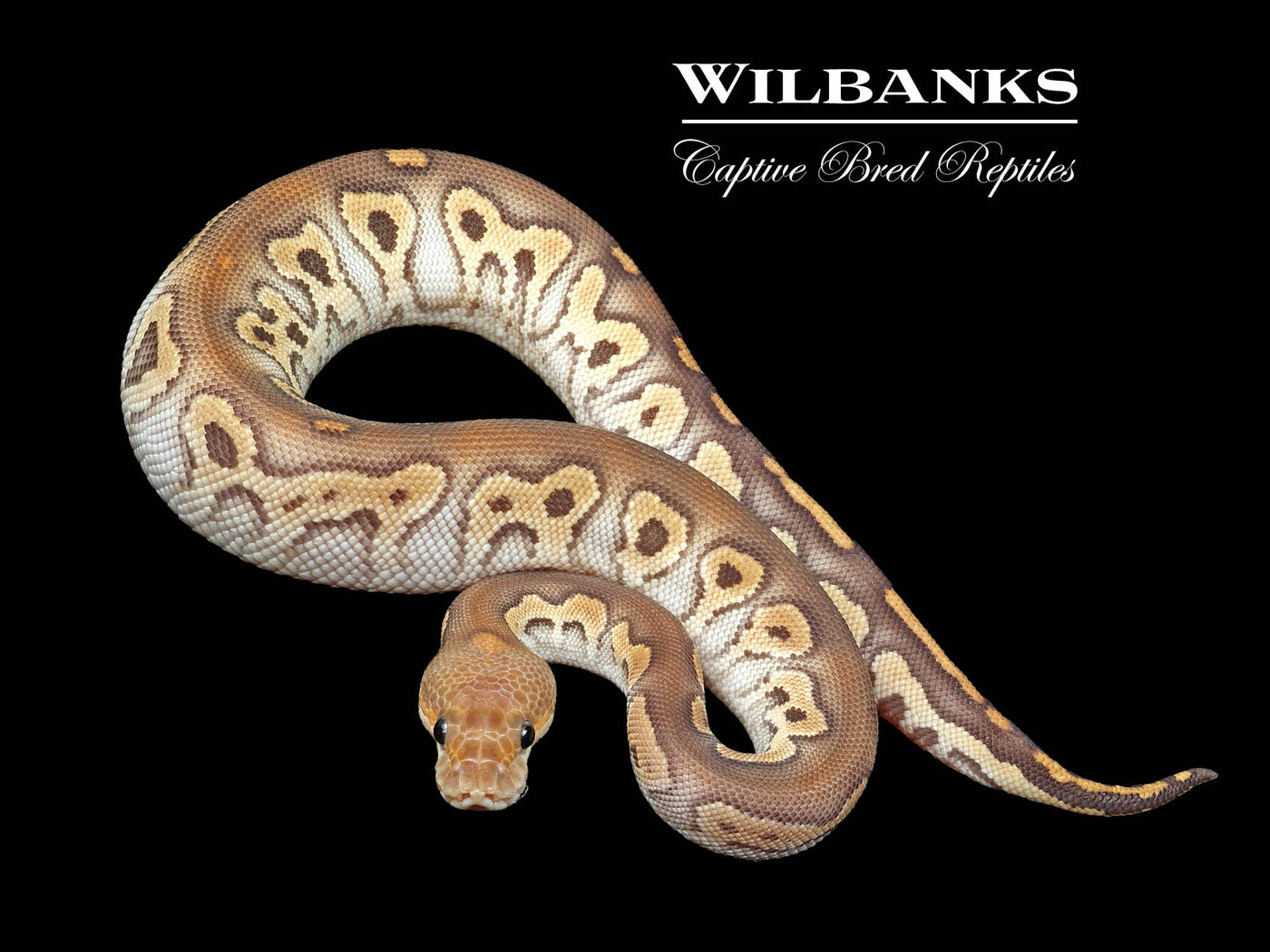 Mojave Cinnamon Clown Ball Python ♀ '24