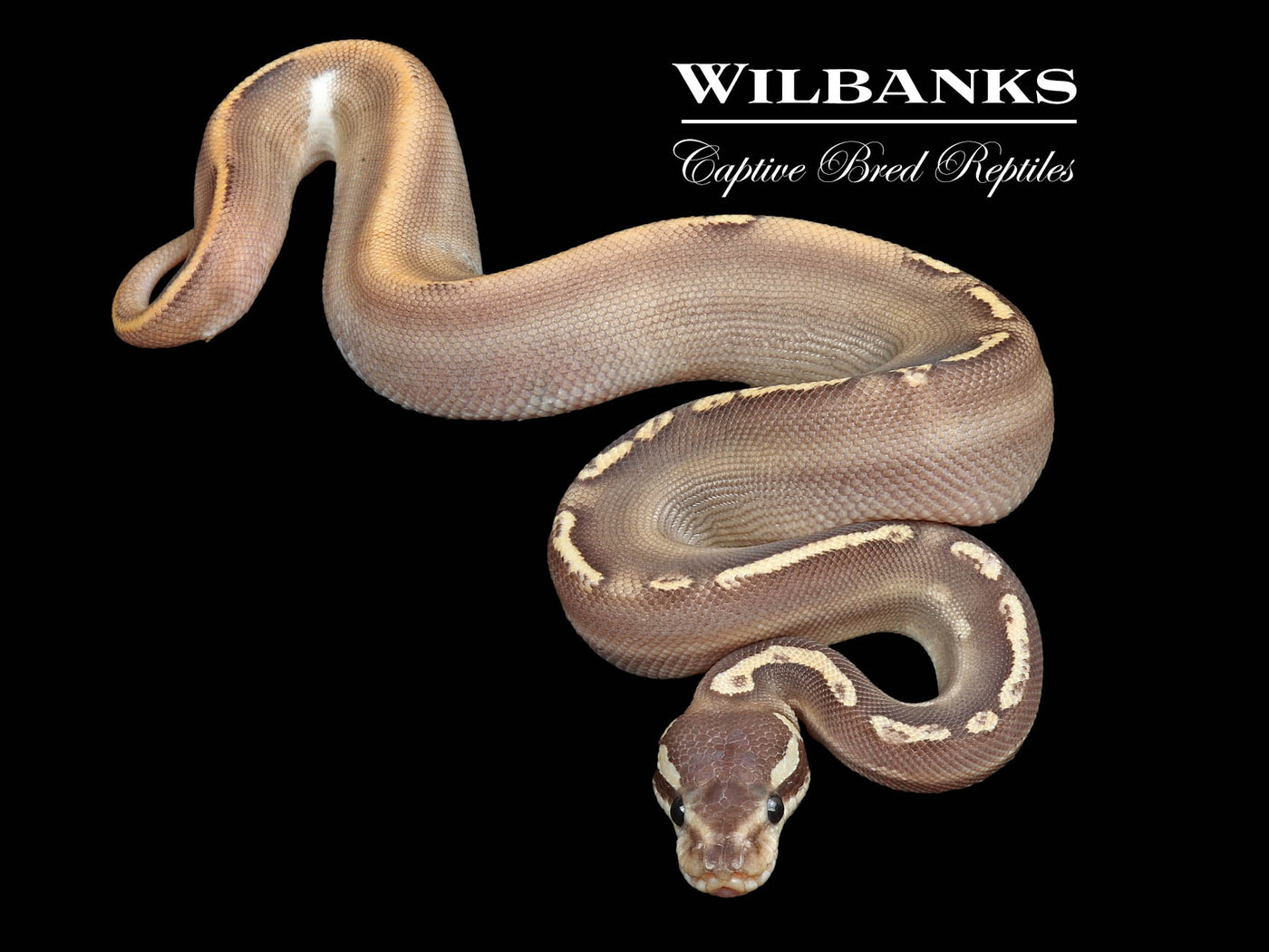 Black Pastel Mojave GHI Fire Ball Python ♂ '24