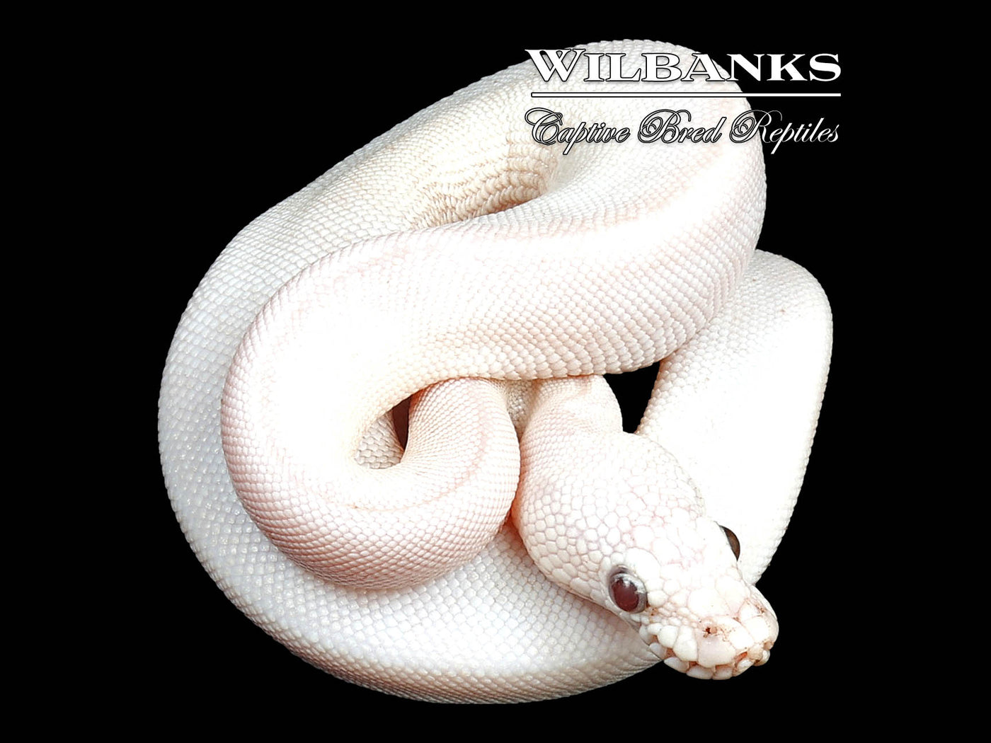 Blue Eyed Leucistic (Mojave Butter) Ball Python ♀ '24