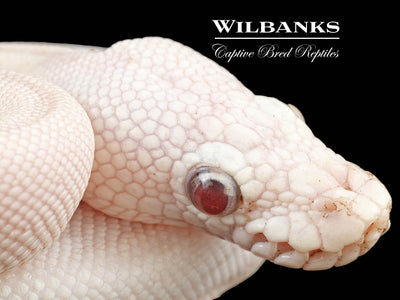 Blue Eyed Leucistic (Mojave Butter) Ball Python ♀ '24