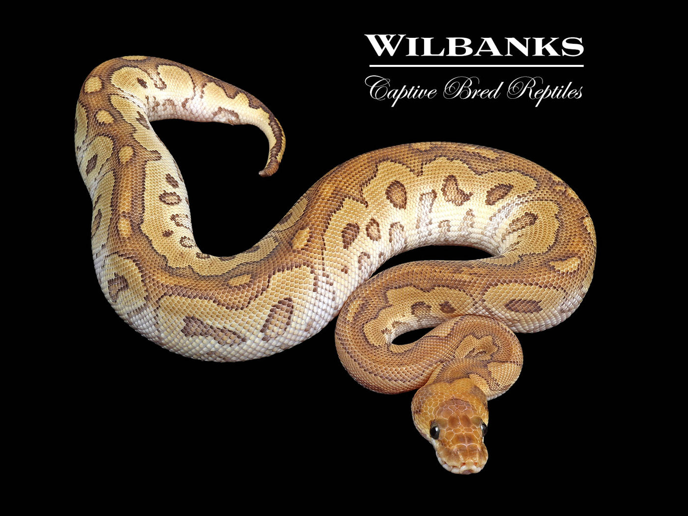 Red Stripe Mojave Clown Ball Python ♀ '24