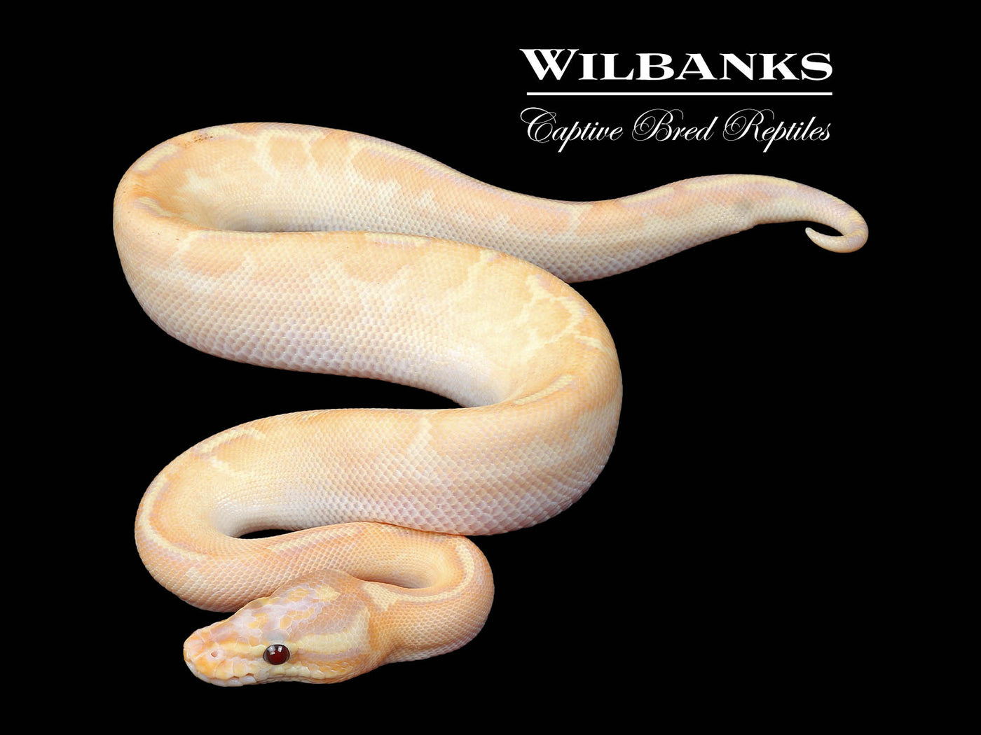 Banana Fire Freeway Ball Python ♂ '24