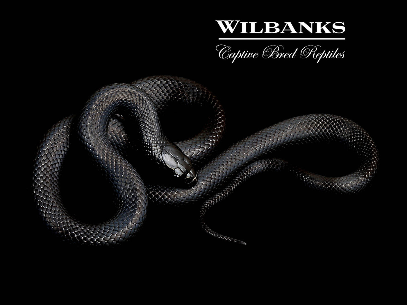 Mexican Black Kingsnake ♂ '25