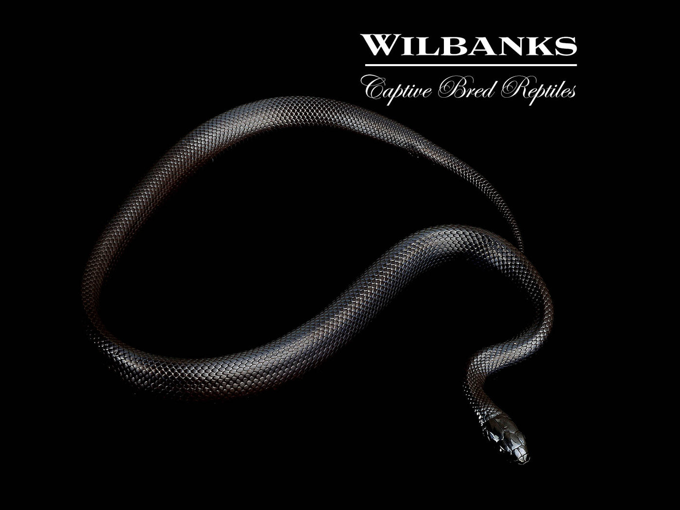 Mexican Black Kingsnake ♂ '25