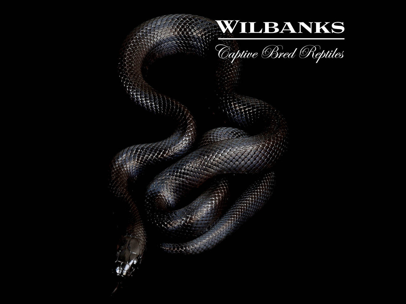 Mexican Black Kingsnake ♂ '25
