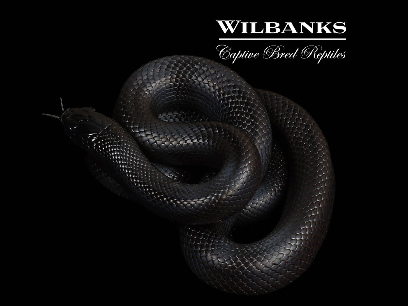 Mexican Black Kingsnake ♀ '25