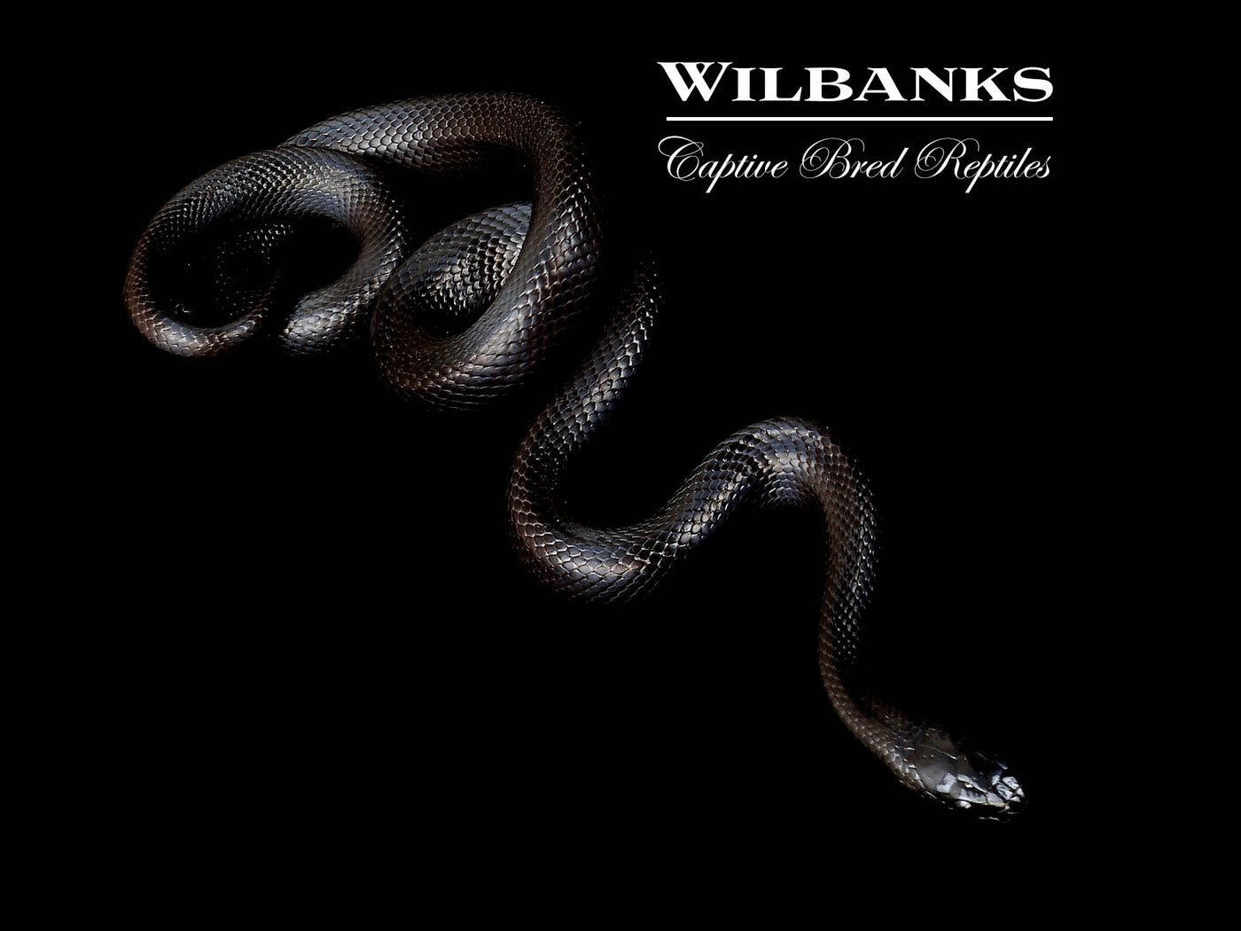 Mexican Black Kingsnake ♀ '25
