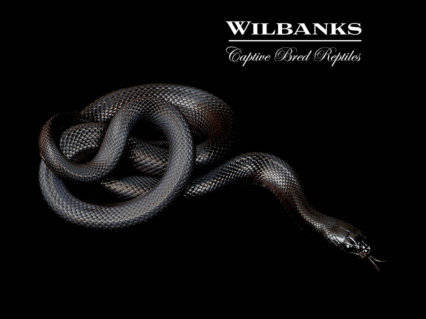 Mexican Black Kingsnake ♀ '25