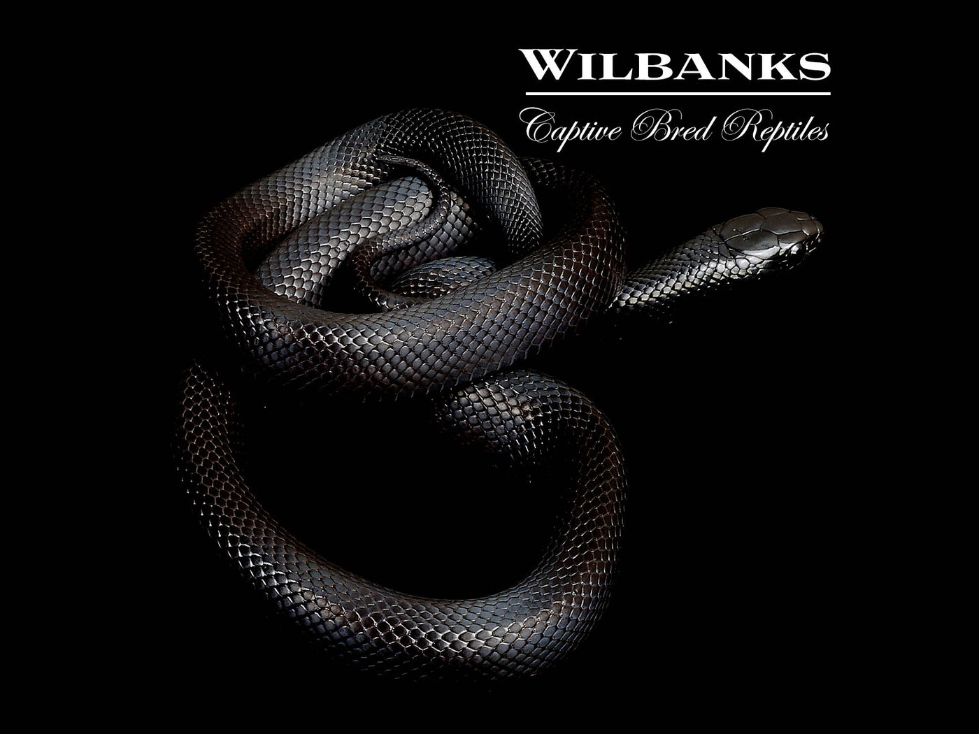 Mexican Black Kingsnake ♀ '25
